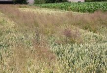 BIOSTRATEG i walka z odpornością chwastów na herbicydy