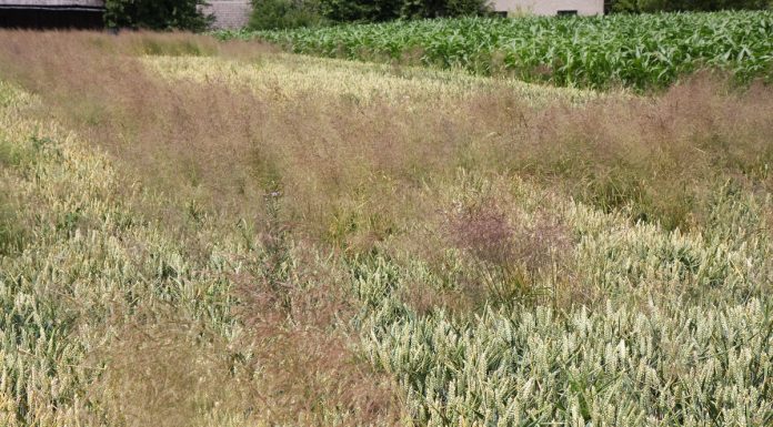 BIOSTRATEG i walka z odpornością chwastów na herbicydy