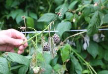 Precyzyjna ochrona malin przed chorobami