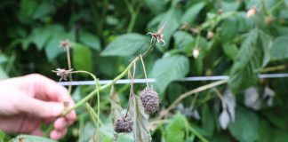 Precyzyjna ochrona malin przed chorobami