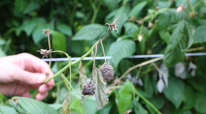 Precyzyjna ochrona malin przed chorobami