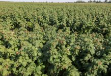 Fertygacja maliny jesiennej – odmiana 'Polana’