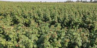 Fertygacja maliny jesiennej – odmiana 'Polana’