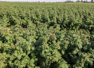 Fertygacja maliny jesiennej – odmiana 'Polana’
