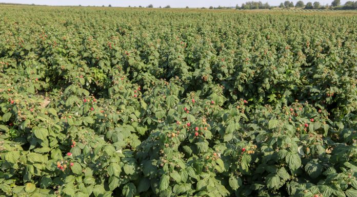 Fertygacja maliny jesiennej – odmiana 'Polana’