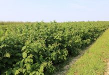 Ochrona malin w uprawie polowej – w przeddzień zbiorów (MF 2017)