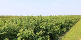 Ochrona malin w uprawie polowej – w przeddzień zbiorów (MF 2017)