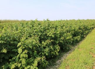Ochrona malin w uprawie polowej – w przeddzień zbiorów (MF 2017)