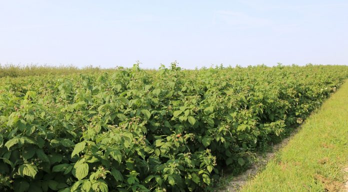 Ochrona malin w uprawie polowej – w przeddzień zbiorów (MF 2017)