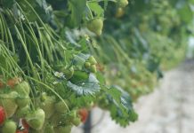 Ogólnopolski Program Promocyjny „Doceń polskie”