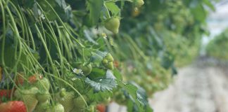 Ogólnopolski Program Promocyjny „Doceń polskie”