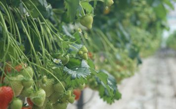 Ogólnopolski Program Promocyjny „Doceń polskie”