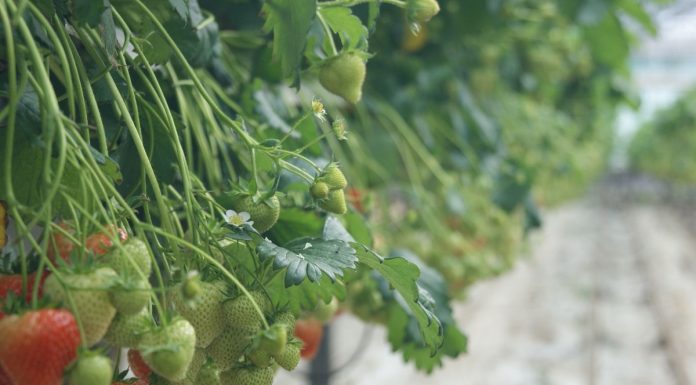 Ogólnopolski Program Promocyjny „Doceń polskie”