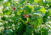 W oczekiwaniu na maliny odmian jesiennych