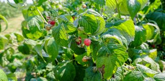 W oczekiwaniu na maliny odmian jesiennych