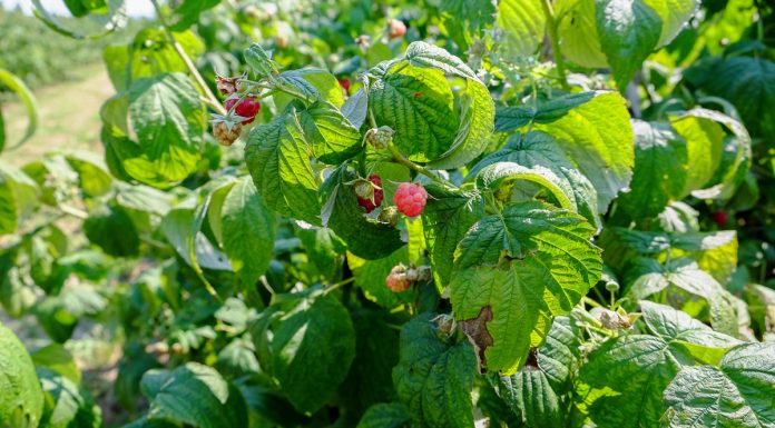 W oczekiwaniu na maliny odmian jesiennych