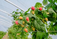 Maliny w tunelu i w polu – jedyne takie miejsce