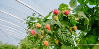 Maliny w tunelu i w polu – jedyne takie miejsce