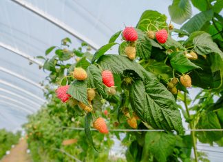 Maliny w tunelu i w polu – jedyne takie miejsce