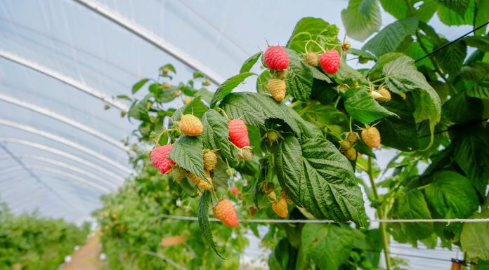 Maliny w tunelu i w polu – jedyne takie miejsce