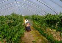 Racjonalna ochrona – minimum pozostałości pestycydów