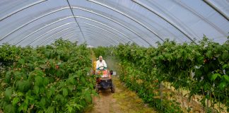 Racjonalna ochrona – minimum pozostałości pestycydów