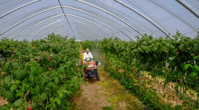 Racjonalna ochrona – minimum pozostałości pestycydów