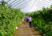 Finał Malinowego Factory 2017