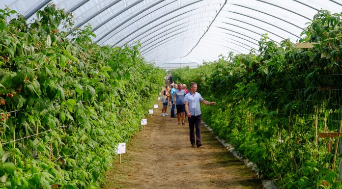 Finał Malinowego Factory 2017