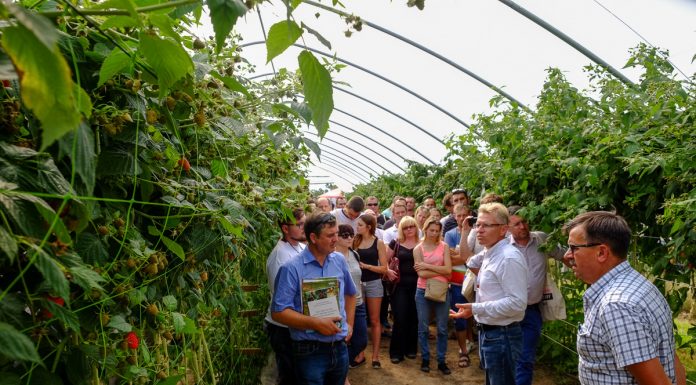 „Maliniaki Chodelskie” 2018 (cz. II)