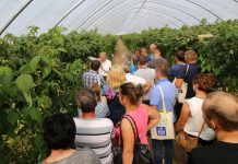 Recepta na nowoczesną uprawę malin