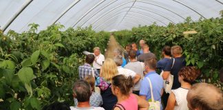 Recepta na nowoczesną uprawę malin