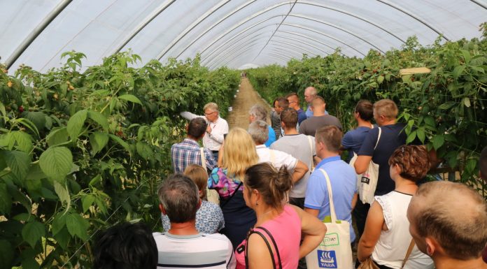 Recepta na nowoczesną uprawę malin