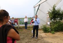 Dla poprawy jakości owoców maliny