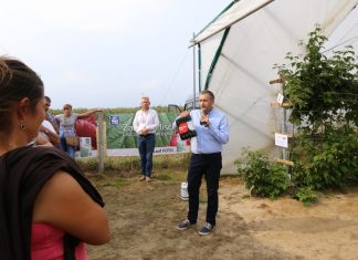 Dla poprawy jakości owoców maliny