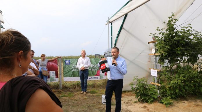 Dla poprawy jakości owoców maliny