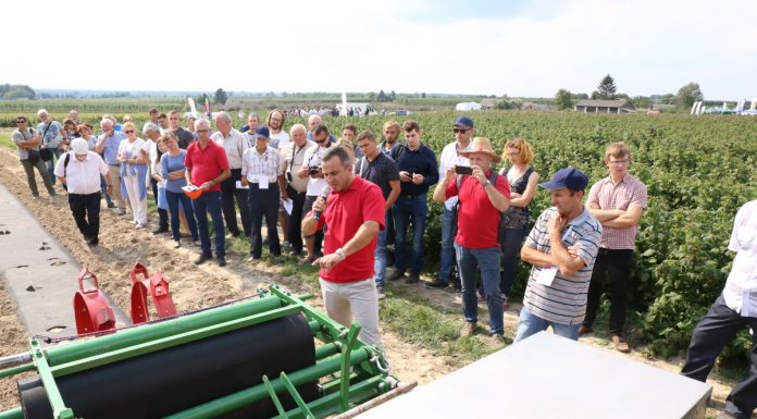 Wielki finał Malinowego Factory 2017 (cz. II)