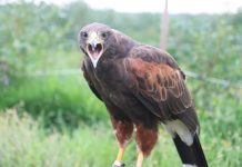 Drapieżne ptaki chronią borówki