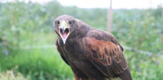 Drapieżne ptaki chronią borówki