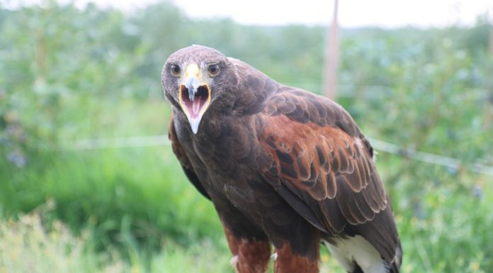 Drapieżne ptaki chronią borówki
