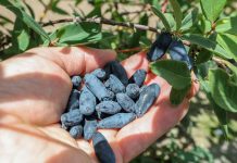 Jagoda kamczacka zarejestrowana w UE jako tradycyjna żywność