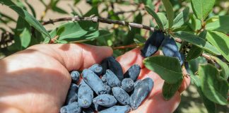 Jagoda kamczacka – coraz bardziej popularna w uprawie