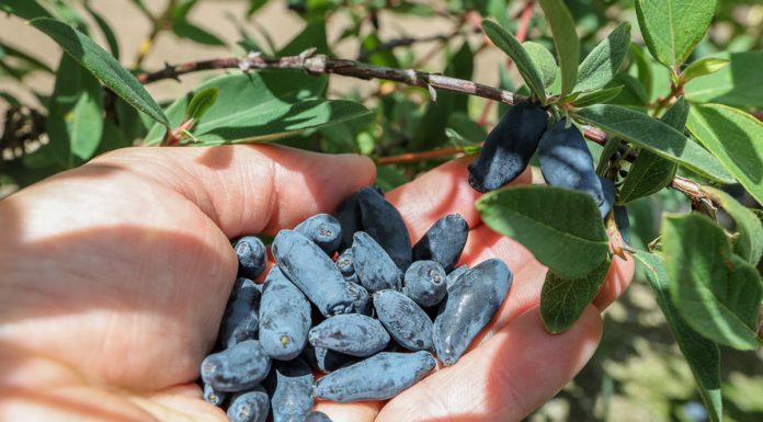 Jagoda kamczacka – coraz bardziej popularna w uprawie