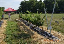 Nowe podpory dla jeżyn