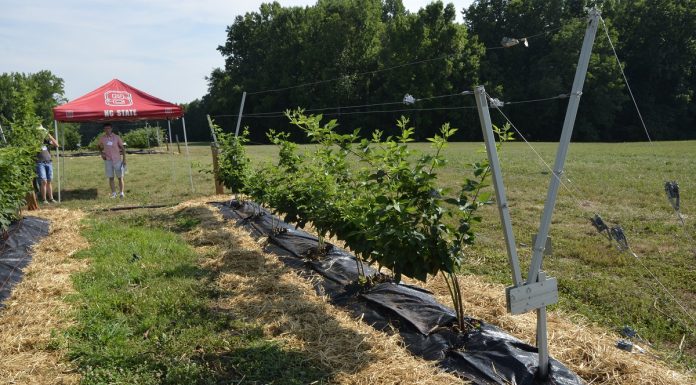 Nowe podpory dla jeżyn