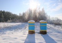 Ostatnie prace przed zimą w pasiece (cz. 1)