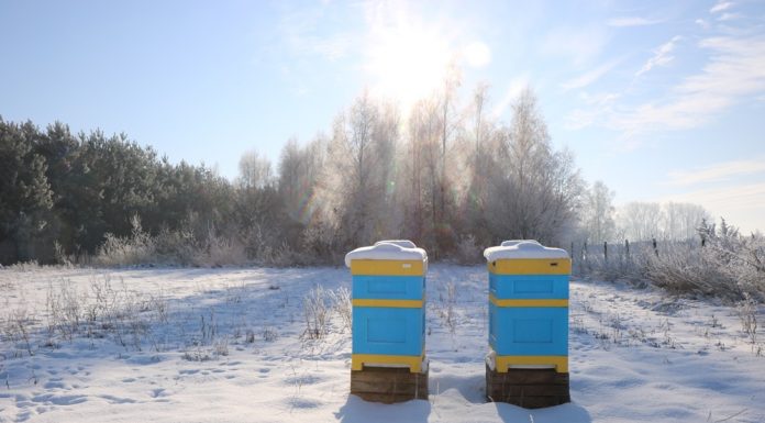 Ostatnie prace przed zimą w pasiece (cz. 1)