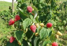 Delniwa – pierwsze owoce z uprawy polowej