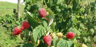 Delniwa – pierwsze owoce z uprawy polowej