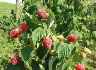 Delniwa – pierwsze owoce z uprawy polowej